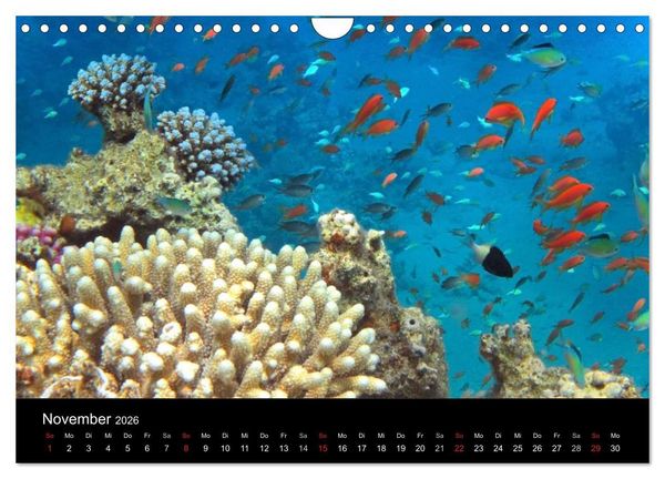 Produktbild: Tr&auml;ume unter Wasser (Wandkalender 2026 DIN A4 quer), CALVENDO Monatskalender