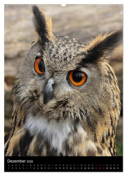 Produktbild: Scharfe Krallen, scharfe Augen, Greifv&ouml;gel und Eulen im Wildpark (hochwertiger Premium Wandkalender 2026 DIN A2 hoch), Kunstdruck in Hochglanz