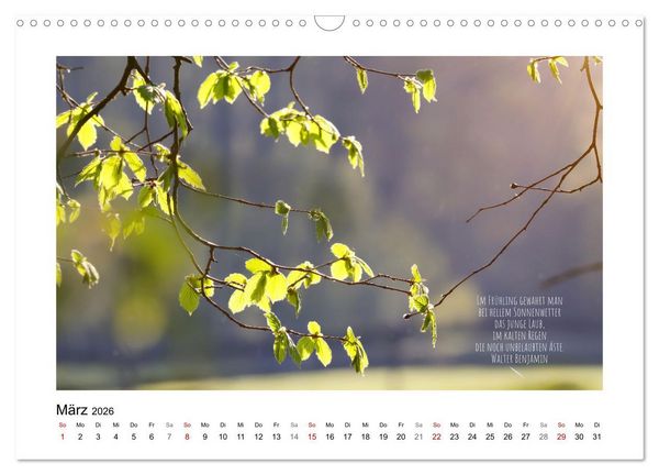 Produktbild: Bl&auml;tterreigen (Wandkalender 2026 DIN A3 quer), CALVENDO Monatskalender