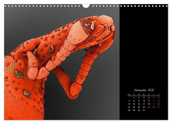 Produktbild: strucTEMs Mikrowelt - Winzige Nachbarn ganz gro&szlig; (Wandkalender 2026 DIN A3 quer), CALVENDO Monatskalender