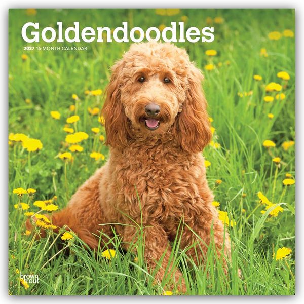 Produktbild: Goldendoodles &ndash; Goldendoodle 2027 &ndash; 16-Monatskalender
