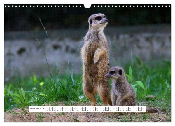 Produktbild: Erdm&auml;nnchen - Die Kobolde im Tierreich (Wandkalender 2026 DIN A3 quer), CALVENDO Monatskalender