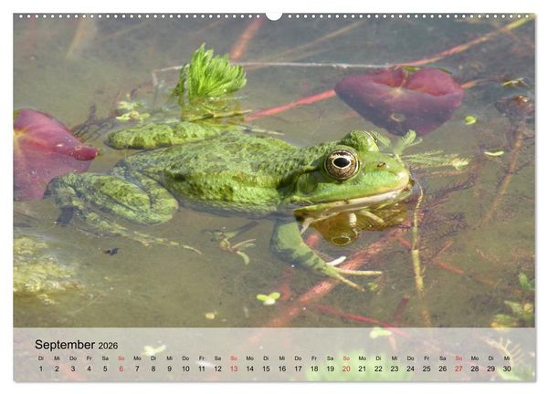 Produktbild: Frosch m&uuml;sste man sein! (Wandkalender 2026 DIN A2 quer), CALVENDO Monatskalender
