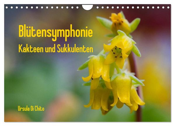 Produktbild: Bl&uuml;tensymphonie - Kakteen und Sukkulenten (Wandkalender 2026 DIN A4 quer), CALVENDO Monatskalender