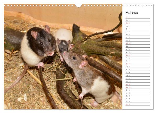 Produktbild: Mausebande (Wandkalender 2026 DIN A3 quer), CALVENDO Monatskalender
