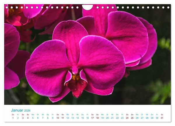 Produktbild: Die K&ouml;nigin der Blumenwelt, die Orchidee (Wandkalender 2026 DIN A4 quer), CALVENDO Monatskalender