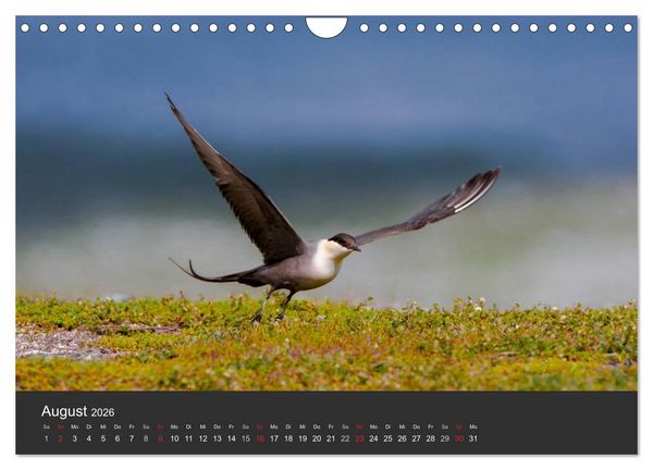 Produktbild: V&ouml;gel im Norden Europas (Wandkalender 2026 DIN A4 quer), CALVENDO Monatskalender
