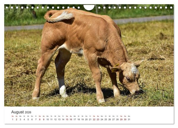 Produktbild: K&auml;lber - Kleine Herzensbrecher auf den Wiesen (Wandkalender 2026 DIN A4 quer), CALVENDO Monatskalender