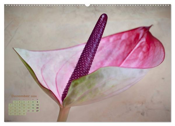 Produktbild: Zauberhafte Bl&uuml;ten (Wandkalender 2026 DIN A2 quer), CALVENDO Monatskalender