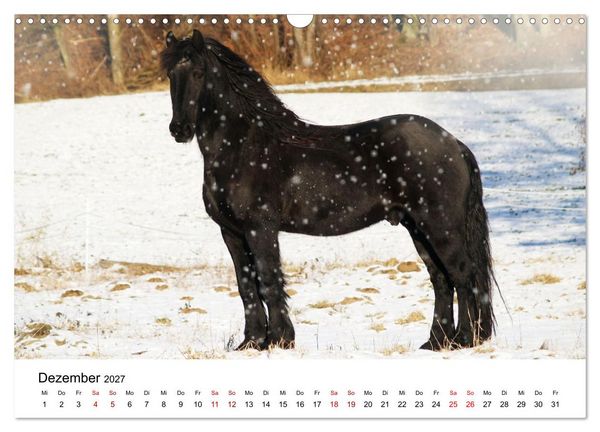 Produktbild: Friesen - Kraft und Eleganz (Wandkalender 2027 DIN A3 quer), CALVENDO Monatskalender