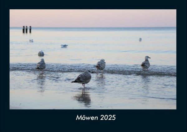 Produktbild: M&ouml;wen 2025 Fotokalender DIN A4