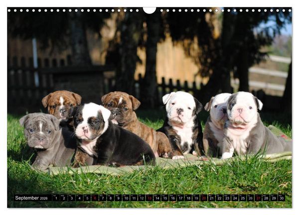 Produktbild: Bulldogs - Old English Bulldog Puppies (Wall Calendar 2026 DIN A3 landscape), CALVENDO 12 Month Wall Calendar