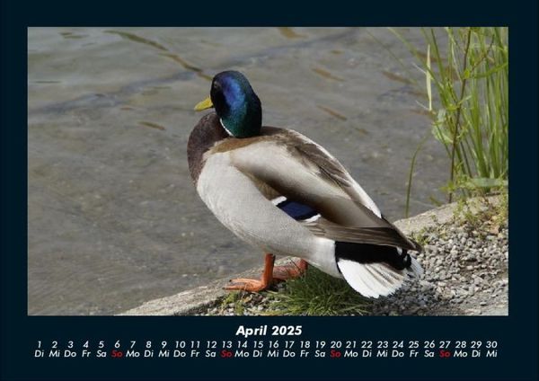 Produktbild: Enten 2025 Fotokalender DIN A4