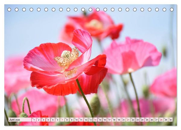 Produktbild: Mohnblumen. Leuchtender Liebreiz auf Wiesen und in G&auml;rten (Tischkalender 2026 DIN A5 quer), CALVENDO Monatskalender