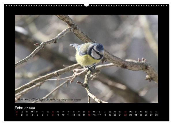 Produktbild: Wildtiere (Wandkalender 2026 DIN A2 quer), CALVENDO Monatskalender