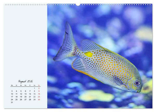 Produktbild: Salzwasseraquarium. Meeresfische im heimischen Wohnzimmer (Wandkalender 2026 DIN A2 quer), CALVENDO Monatskalender