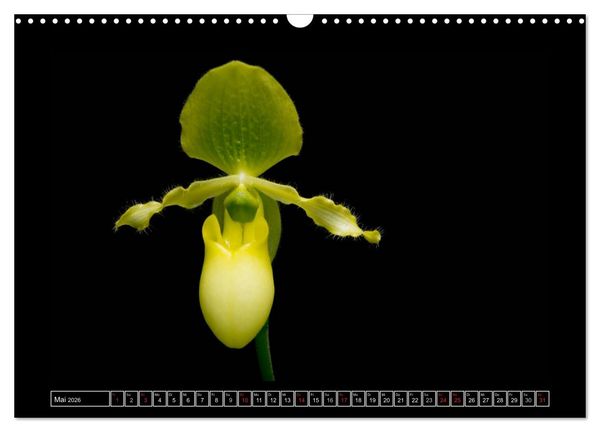 Produktbild: Frauenschuhe - die sch&ouml;nsten Orchideen der Welt (Wandkalender 2026 DIN A3 quer), CALVENDO Monatskalender