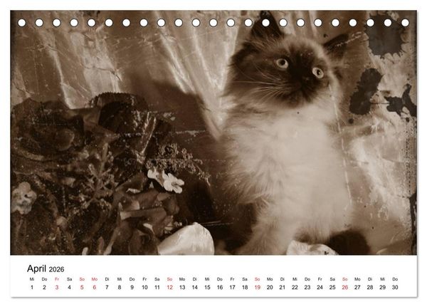 Produktbild: Oma's Katzenkalender 2026 (Tischkalender 2026 DIN A5 quer), CALVENDO Monatskalender