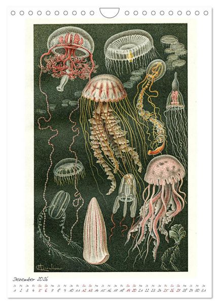 Produktbild: Formenspiele der Evolution. Chromolithographien des 19. Jahrhunderts (Wandkalender 2026 DIN A4 hoch), CALVENDO Monatskalender