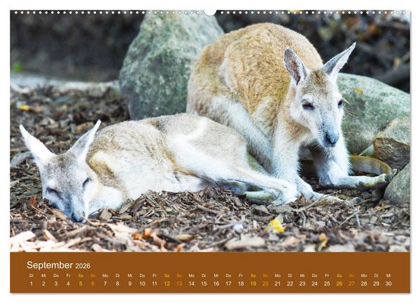 Produktbild: K&auml;ngurus, sprunghafte Gesellen (hochwertiger Premium Wandkalender 2026 DIN A2 quer), Kunstdruck in Hochglanz