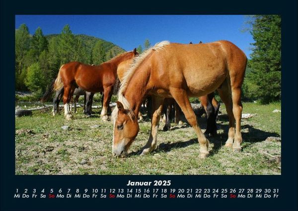 Produktbild: Pferdetraum 2025 Fotokalender DIN A4