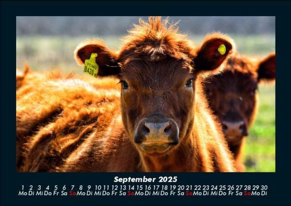 Produktbild: Kuhkalender 2025 Fotokalender DIN A5