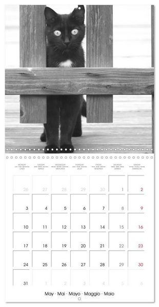 Produktbild: Black and white cat whispers (Wall Calendar 2027 12 &times; 12 Inch) CALVENDO 12 Month Wall Calendar