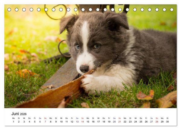 Produktbild: Pfotastische Border Collie Welpen (Tischkalender 2026 DIN A5 quer), CALVENDO Monatskalender