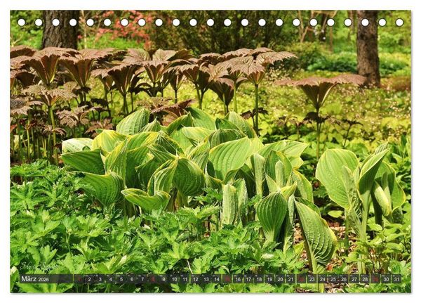 Produktbild: Hosta Staude mit Herz (Tischkalender 2026 DIN A5 quer), CALVENDO Monatskalender