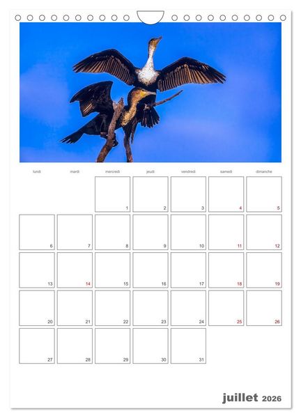 Produktbild: Notre nature sauvage, oiseaux aquatiques d'Europe (Calendrier mural 2026 DIN A4 horizontal), CALVENDO calendrier mensuel