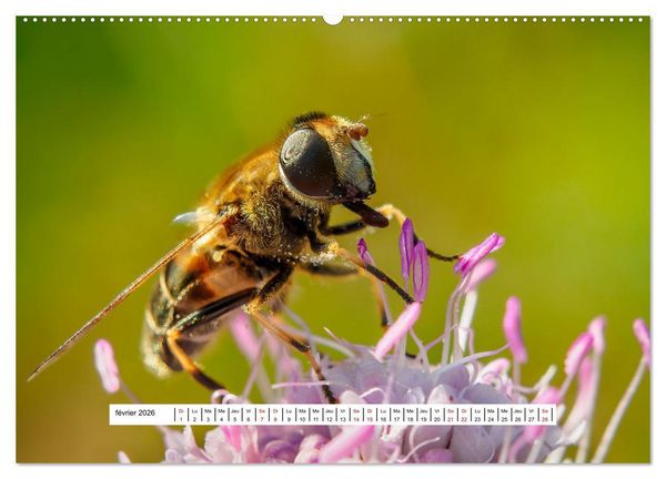 Produktbild: La vie de nos prairies - Les dipt&egrave;res (Calendrier mural 2026 DIN A2 vertical) calendrier de bureau