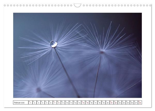 Produktbild: Zauberhafte Pusteblumen (Wandkalender 2026 DIN A3 quer), CALVENDO Monatskalender