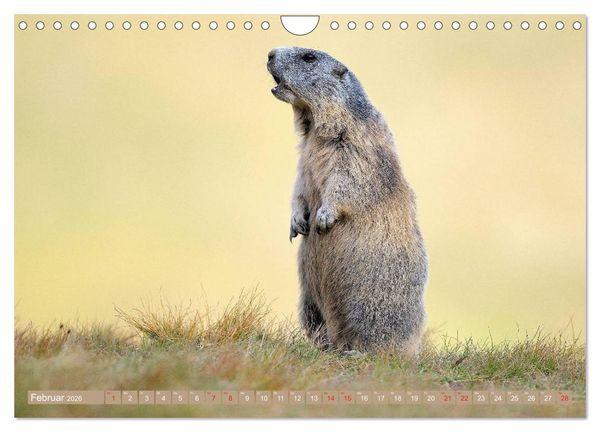 Produktbild: Alpenmurmeltiere in freier Wildbahn (Wandkalender 2026 DIN A4 quer), CALVENDO Monatskalender