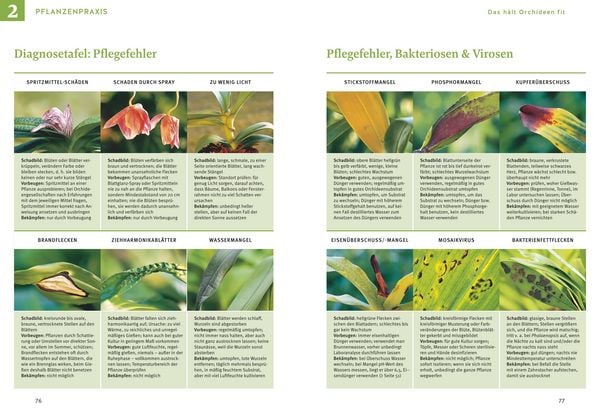 Produktbild: Orchideen pflegen