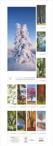 Produktbild: Bäume 2026 - Streifenkalender XXL 25x69 cm - Bildkalender im Hochformat - Wandplaner - Wandkalender - Bäumekalender