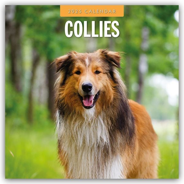 Collies – Collie 2025 – 16-Monatskalender