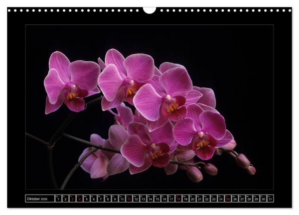 Produktbild: Orchideen 2026 (Wandkalender 2026 DIN A3 quer), CALVENDO Monatskalender
