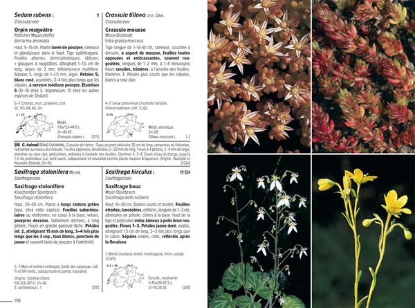 Produktbild: Flora Helvetica - Flore illustr&eacute;e de Suisse