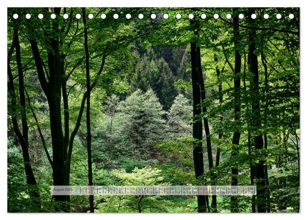 Produktbild: Wald im Bergischen Land 2026 (Tischkalender 2026 DIN A5 quer), CALVENDO Monatskalender