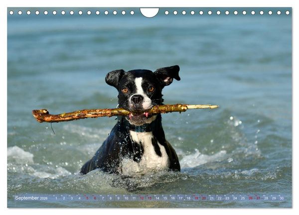 Produktbild: Gut - besser - Boxer (Wandkalender 2026 DIN A4 quer), CALVENDO Monatskalender