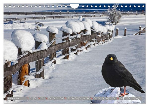 Produktbild: Wir sind die fliegenden Stars (Wandkalender 2026 DIN A4 quer), CALVENDO Monatskalender