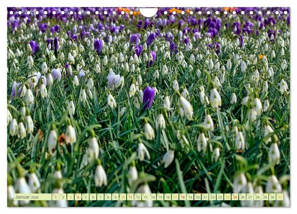 Produktbild: Blumenwiesen &ndash; ein bl&uuml;tenzauberhaftes Jahr (Wandkalender 2026 DIN A4 quer), CALVENDO Monatskalender