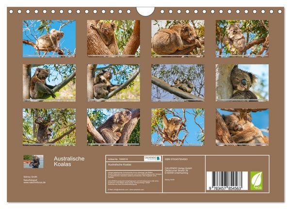 Produktbild: Australische Koalas (Wandkalender 2026 DIN A4 quer), CALVENDO Monatskalender