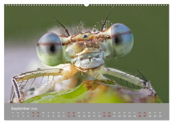 Produktbild: Augen auf - versteckte Tierwelt (Wandkalender 2026 DIN A2 quer), CALVENDO Monatskalender