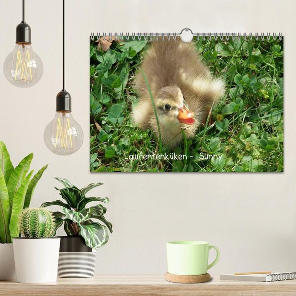 Produktbild: Laufentenk&uuml;ken - Sunny (Wandkalender 2026 DIN A4 quer), CALVENDO Monatskalender