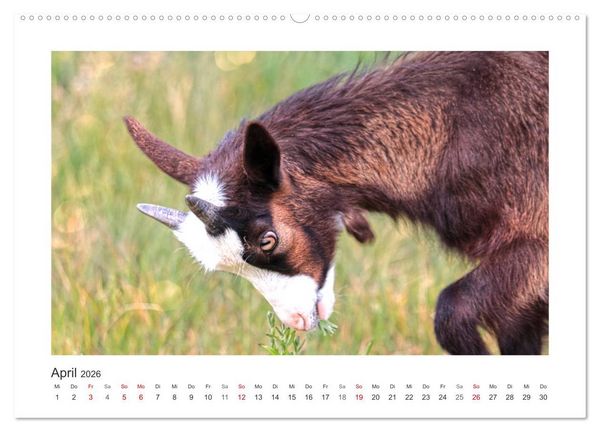 Produktbild: Wer zickt denn da? Mit Ziegen durchs Jahr (Wandkalender 2026 DIN A2 quer), CALVENDO Monatskalender