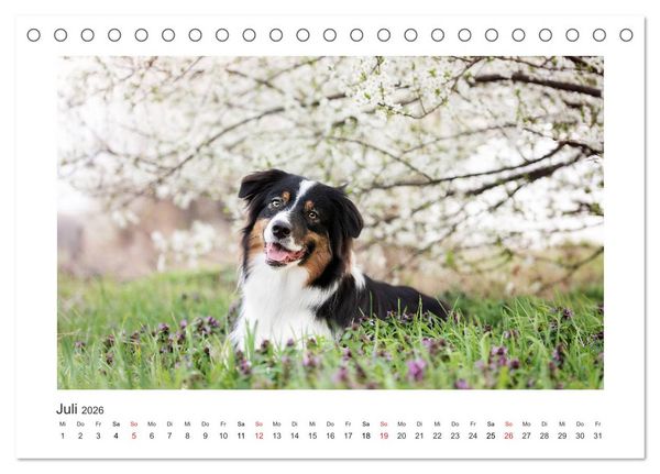 Produktbild: Herzensaussies - Australian Shepherd (Tischkalender 2026 DIN A5 quer), CALVENDO Monatskalender