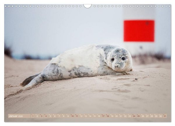 Produktbild: Kegelrobben - Die Kegelrobben von Helgoland (Wandkalender 2026 DIN A3 quer), CALVENDO Monatskalender