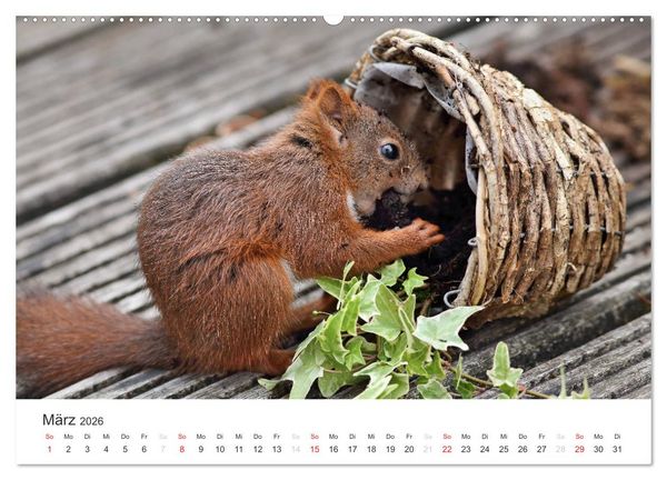 Produktbild: Eichh&ouml;rnchen Kinder (hochwertiger Premium Wandkalender 2026 DIN A2 quer), Kunstdruck in Hochglanz