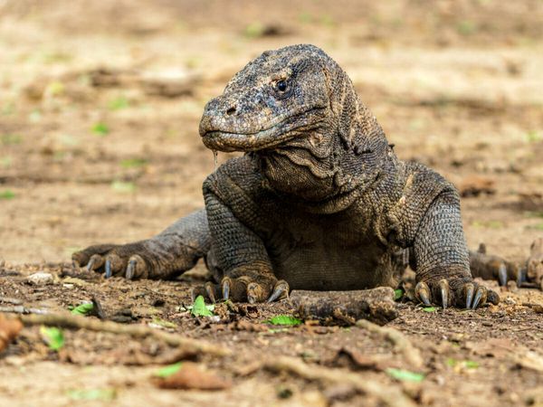 Produktbild: CALVENDO Puzzle Komodowaran - Varanus komodoensis - in Indonesien | 1000 Teile Lege-Gr&ouml;&szlig;e 64x48cm Foto-Puzzle f&uuml;r gl&uuml;ckliche Stunden